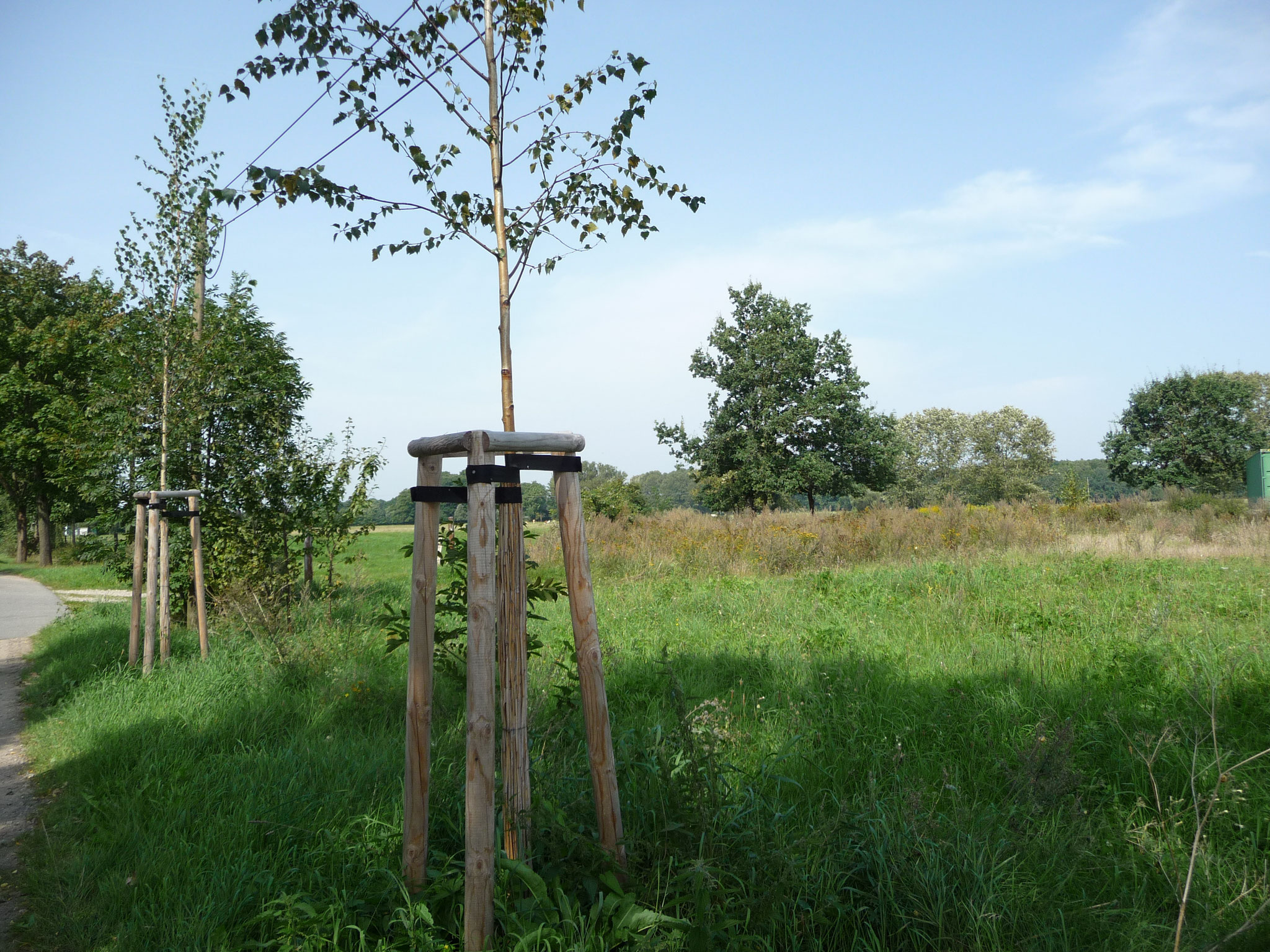 Pflanzung von Linden entlang der Dorfstraße 